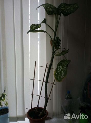 Диффенбахия 2 взрослых растения