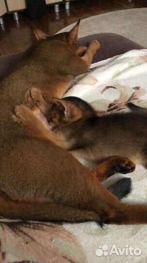 Абиссинцы с родословной и кот для вязки