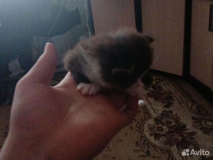 Отдам кота в добрые руки
