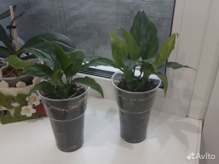 Цветы комнатные