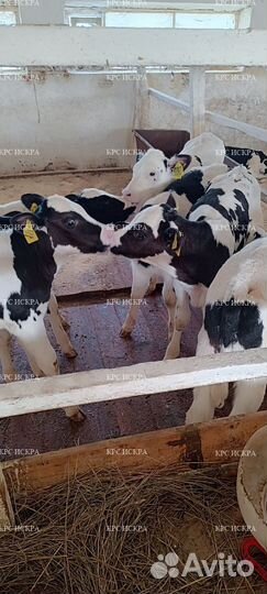Телята крс бычки