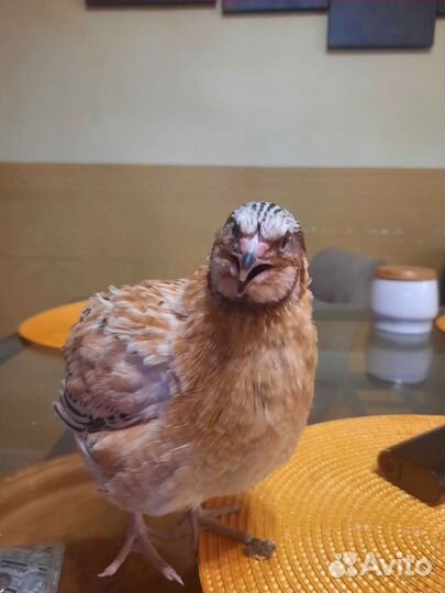 Перепела продажа