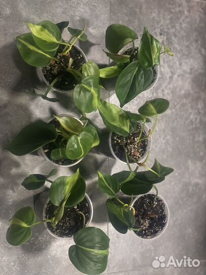 Филодендрон сканденс бразил