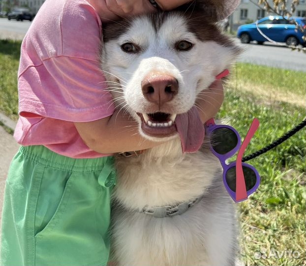 Хаски в добрые руки