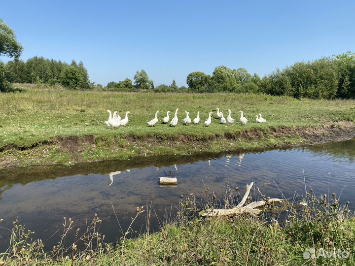 Продам гусей