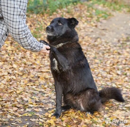 Собака в добрые руки