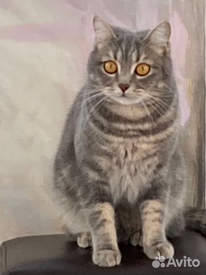 Няня для кошки
