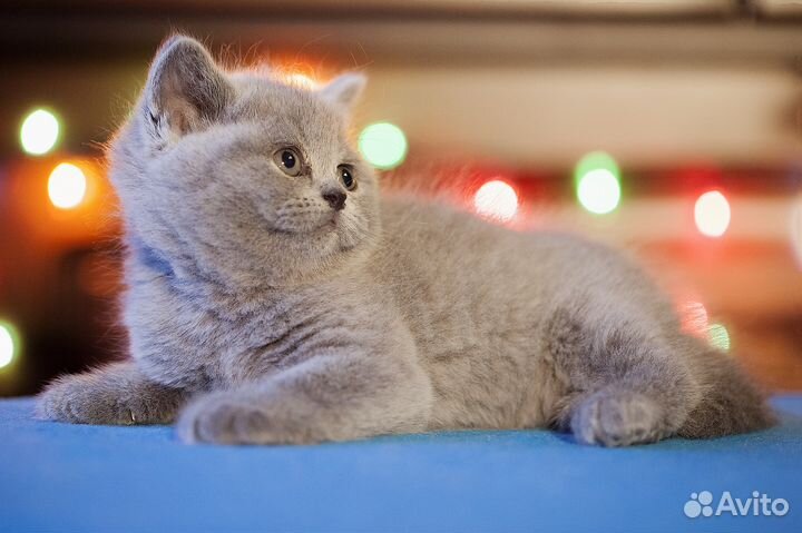 Эффектная британка Герда, от породистых Британцев