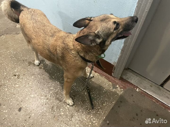 Найдена собака