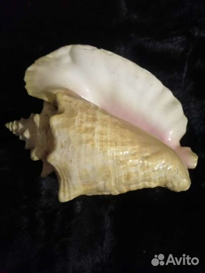 Морские ракушки раковины