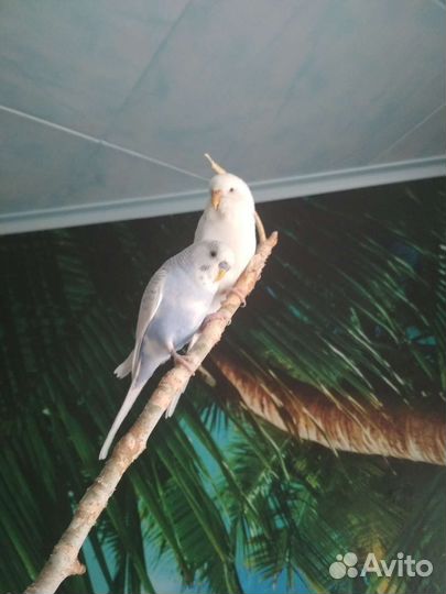 Волнистый попугай