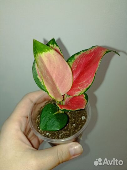 Аглаонема Тай Рэд