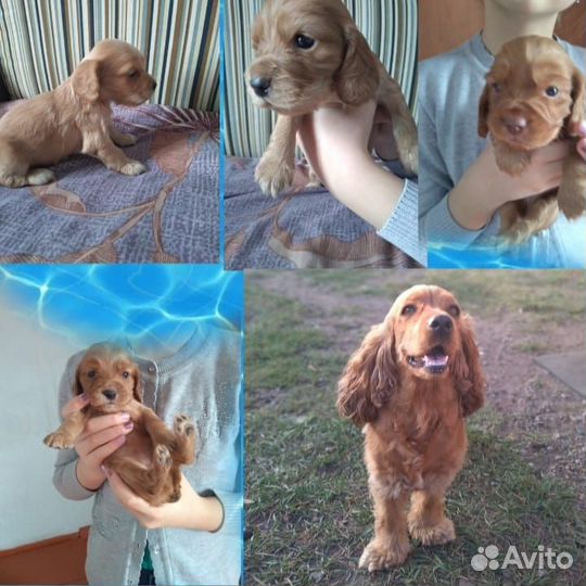 Продам щенков кокер спаниеля