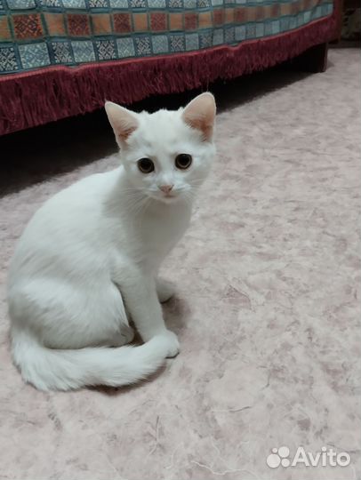 Котята