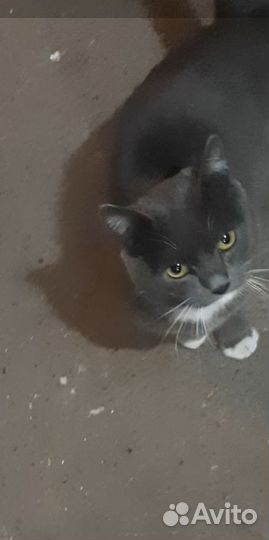 Кошка или кот