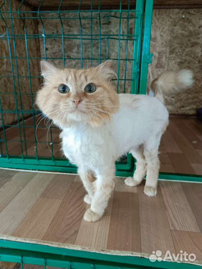 Кошки в добрые руки