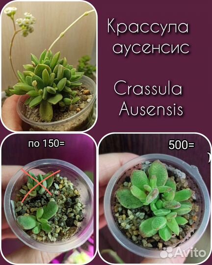 Крассула дороти, пагода, голум,суккуленты