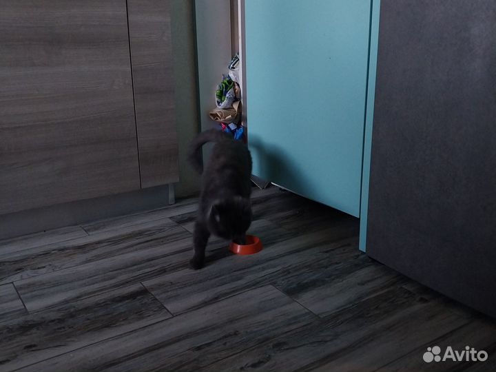 Отдам в добрые руки