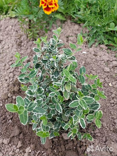 Многолетние растения для сада