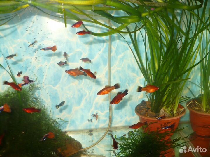 Aнубиас аквариумное растение