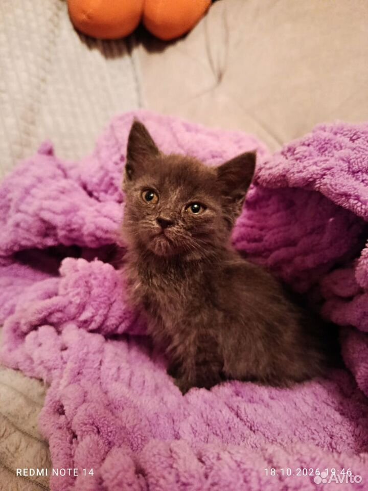 Котёнок в добрые руки, Кропоткин
