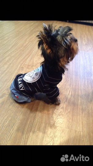 Костюм для собаки