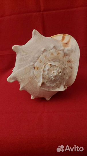 Морская раковина 28/19 см
