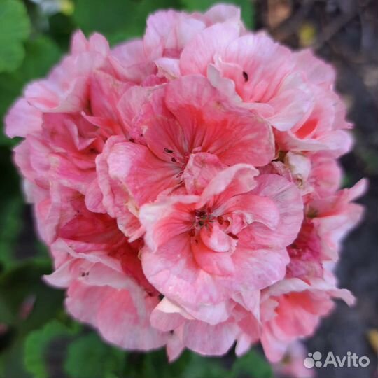 Пеларгония герань