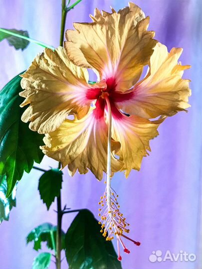 Гибискус китайская роза, сорта