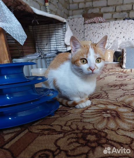 Котенок в добрые руки