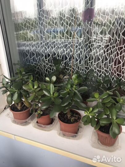 Денежное дерево и много других домашних цветов