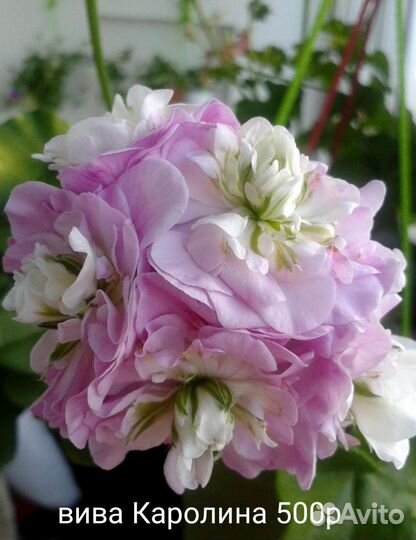 Сортовые пеларгонии