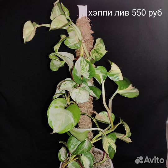 Комнатные растения