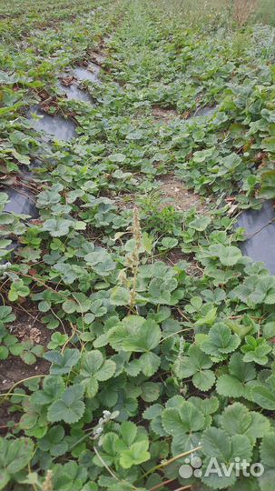 Рассада клубники 