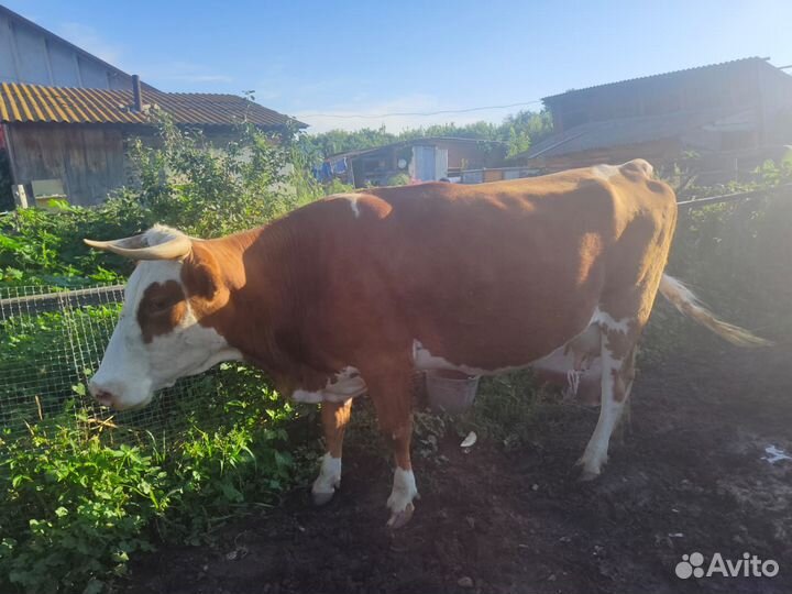 Продам стельную корову