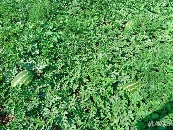 Арбуз Каристан