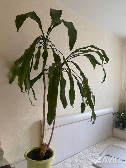 Пальма юкка