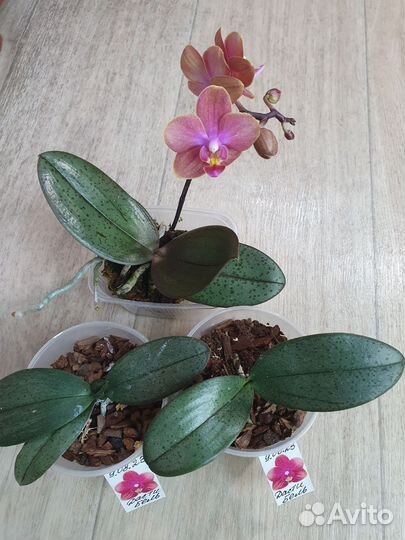 Ароматные цветущие орхидеи фаленопсис