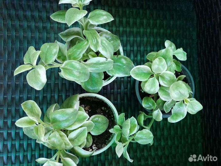 Аптения вариегатная