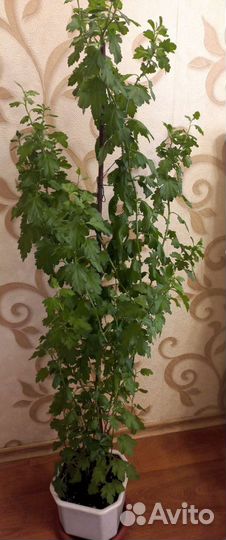 Цветы комнатные