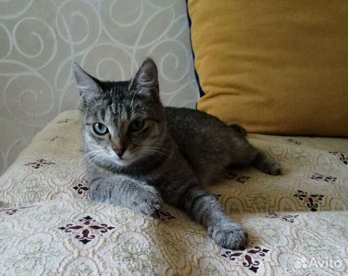 Нежная и ласковая, стерилизованная Соня