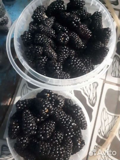 Ежевика малина ягода