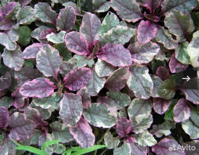 Садовые растения и цветы