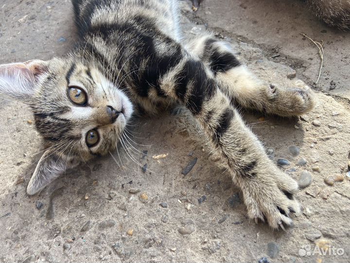 Котята в добрые руки (мышеловы)