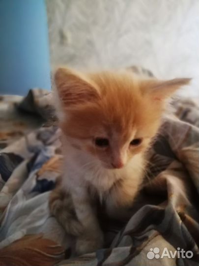 Рыжий котёнок мальчик