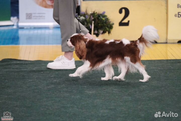 Вязка Кавалер Кинг Чарльз Спаниель