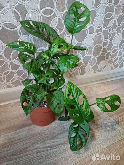 Монстера манки