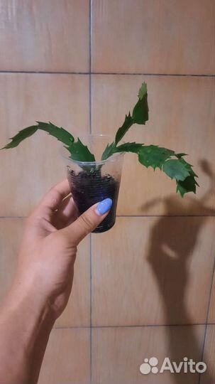 Декабрист шлюмбергера