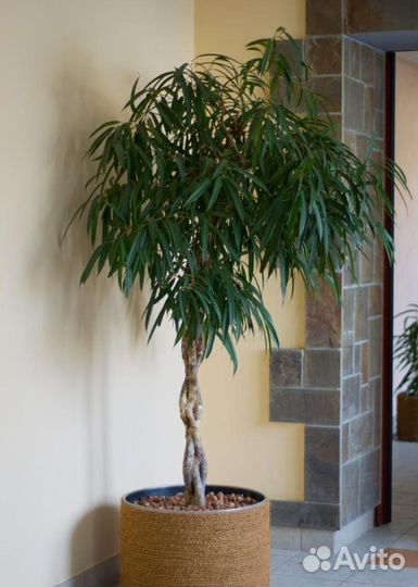 Колеус сортовой,Фикус Али