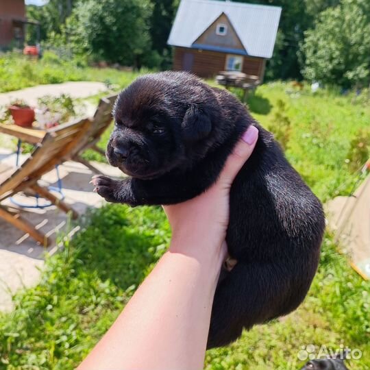 Щенки кане Корсо метисы